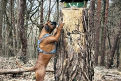 Argus bedient sich am leckeren Vogelfutter