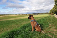 Argus beobachtet die Ferne