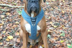 Argus in seinem neuen Copenhagen Geschirr