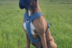 Argus der stolze Boxer