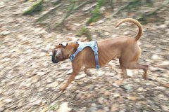 argus_dogs_copenhagen_IMG_20240623_115619