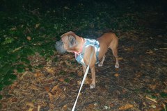 Argus gut gesichert im dunklen Wald