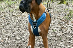 Dogs Copenhagen von vorne...