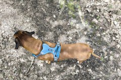 argus_dogs_copenhagen_IMG_20240623_115814