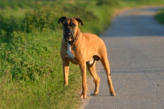 Herrchen - kommst du mal?!?