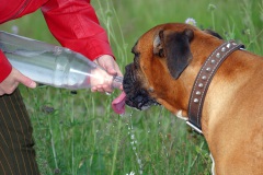 Aus der Flasche schmeck es am besten...