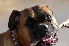 Lecker Stöckchen knabbern