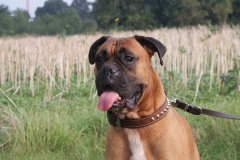 Bacchus ist aufmerksam