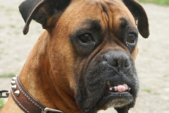 Bacchus ist Aufmerksam