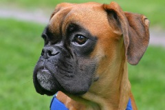 Cassius im Halbprofil