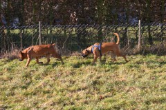 Heimliche Verfolgung