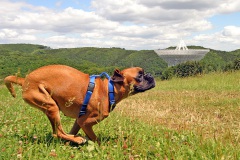 Cassius vor dem Radioteleskop in Effelsberg