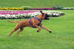 Cassius in der Rheinaue