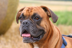 Titus - unser stolzer Deutscher Boxer